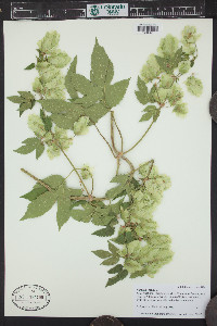 Humulus lupulus image