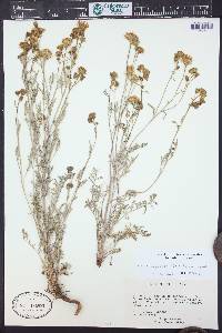 Chaenactis douglasii image
