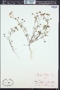 Picradeniopsis multiflora image