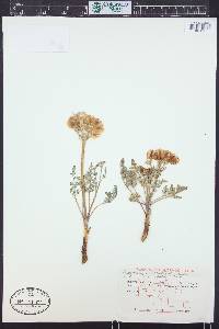 Vesper constancei image