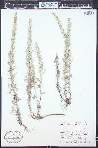 Artemisia carruthii image