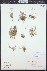 Erodium ciconium image