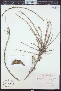 Purshia tridentata image