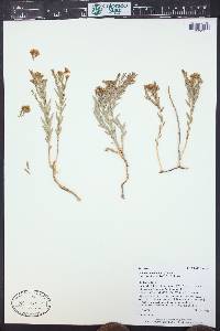 Comandra umbellata subsp. pallida image