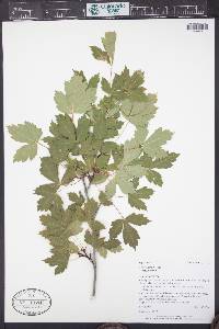 Acer glabrum image