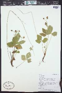Fragaria vesca image