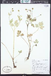 Ranunculus macounii image