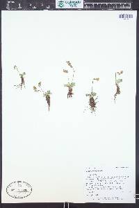 Thalictrum alpinum image