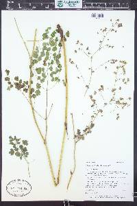 Thalictrum fendleri image