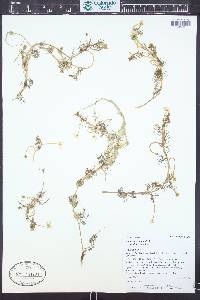 Ranunculus aquatilis image