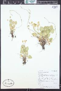 Ranunculus cymbalaria image
