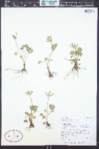 Ranunculus inamoenus image