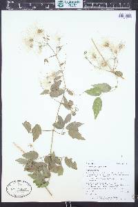 Clematis ligusticifolia image