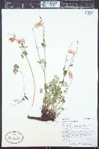 Aquilegia elegantula image