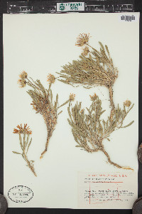 Xylorhiza glabriuscula image