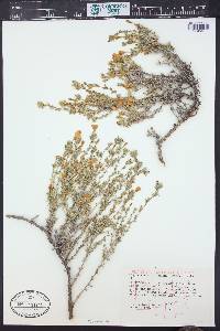 Linanthus pungens image