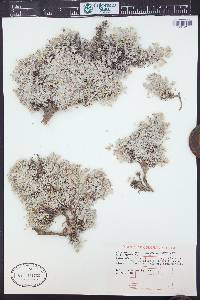 Astragalus sericoleucus image
