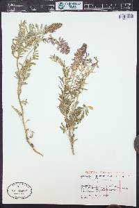 Astragalus bisulcatus image