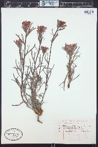 Castilleja angustifolia var. dubia image