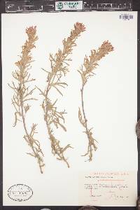 Castilleja chromosa image
