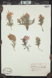 Castilleja scabrida image