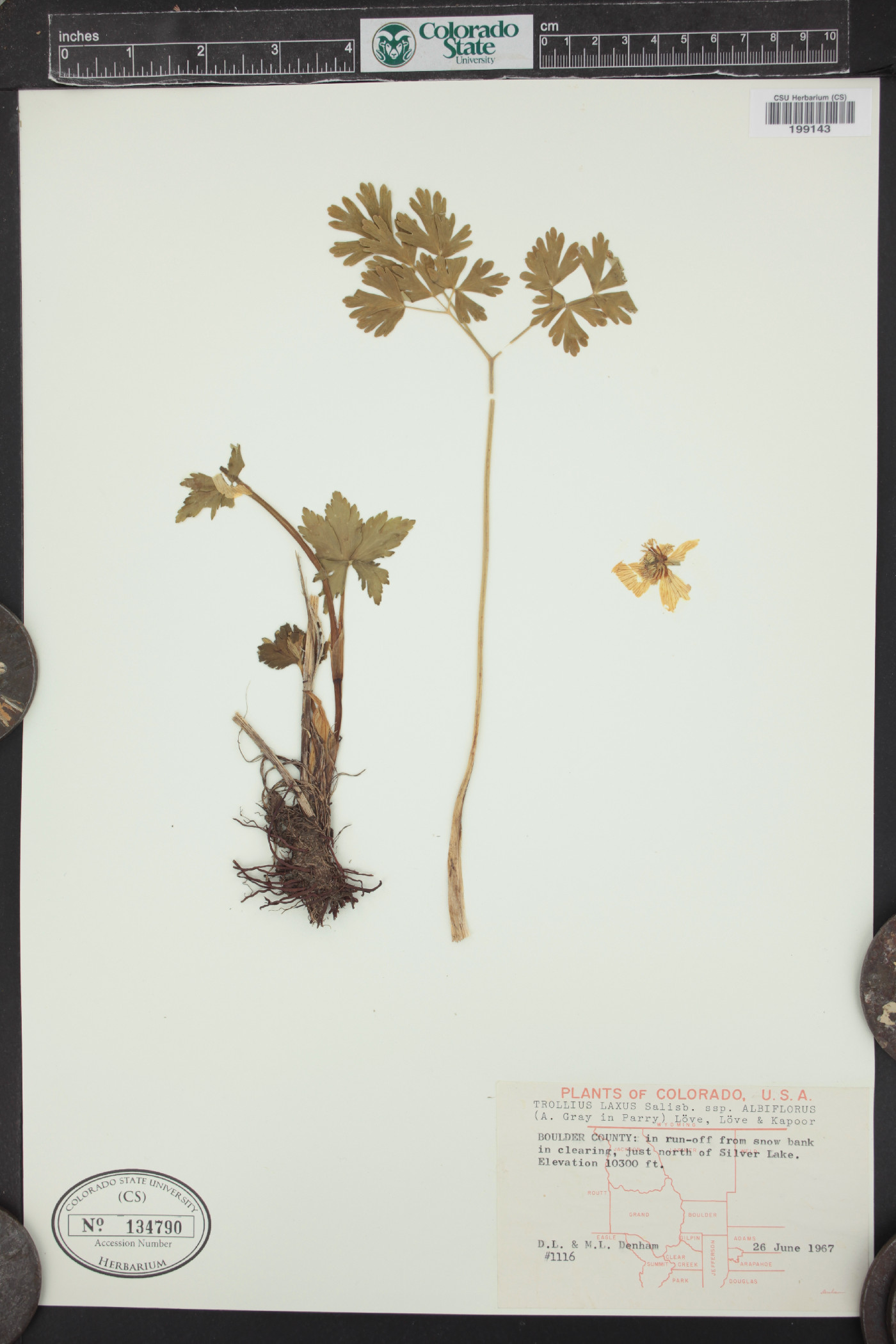 Trollius laxus subsp. albiflorus image
