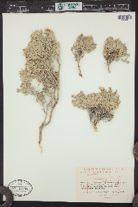 Atriplex corrugata image