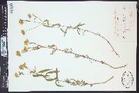 Heliomeris multiflora image