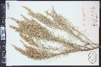 Artemisia filifolia image