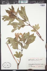 Sambucus racemosa subsp. racemosa image