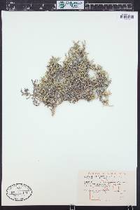 Linanthus pungens image