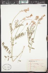 Hedysarum boreale image