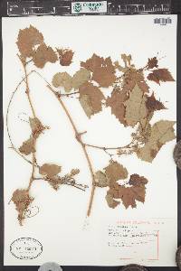 Vitis riparia image