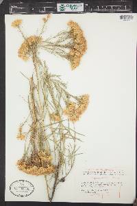 Ericameria nauseosa var. graveolens image