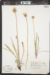 Agoseris aurantiaca var. purpurea image