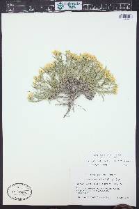 Oonopsis multicaulis image