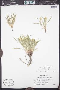 Oonopsis multicaulis image