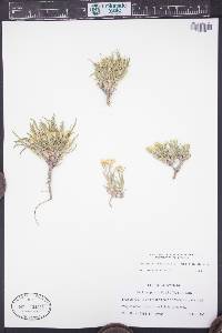 Oonopsis multicaulis image