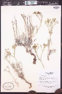 Eriogonum brevicaule image