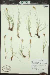Carex douglasii image