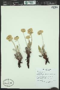 Eriogonum flavum image