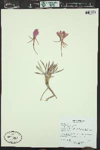 Oenothera cespitosa var. cespitosa image