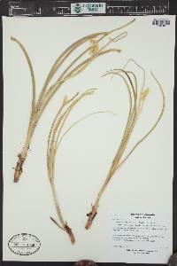 Toxicoscordion venenosum image