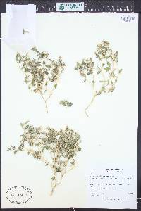 Mentzelia oligosperma image