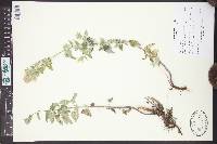 Nepeta cataria image