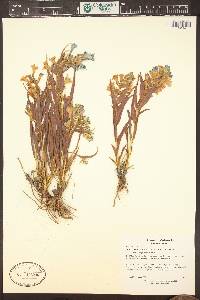 Penstemon angustifolius image