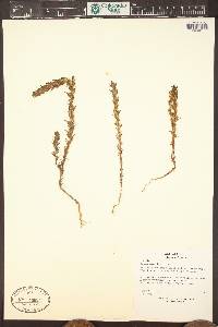 Orthocarpus luteus image