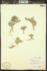 Phlox muscoides image