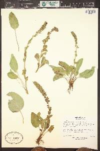 Besseya wyomingensis image
