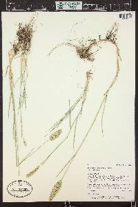 Agropyron cristatum image